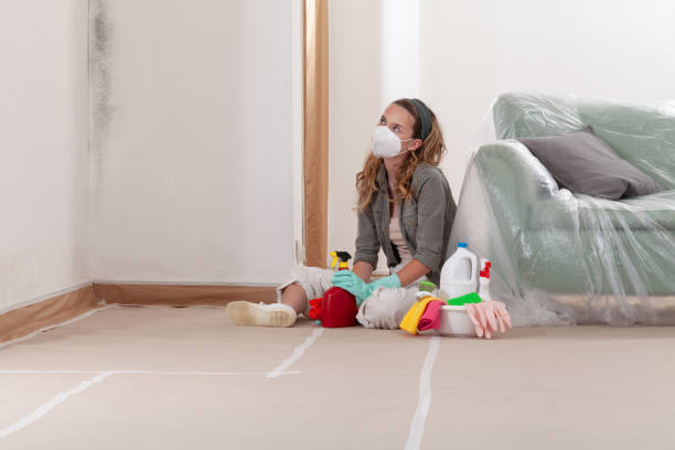 Reliable Attic Mold Remediation contractor in Prospect Heights, IL by Car Mold Remediation