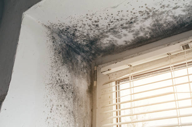 Affordable Attic Mold Remediation solutions in Prospect Heights, IL