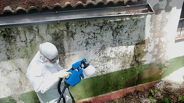 Top rated local Attic Mold Remediation specialists in Prospect Heights, IL